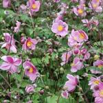 Anemone hupehensis 'Praecox' - 