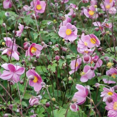 Anemone hupehensis 'Praecox' - Anemone hupehensis 'Praecox'