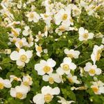 Anemone hupehensis 'PRETTY LADY Maria' - 