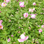 Anemone hupehensis 'PRETTY LADY Susan' - 