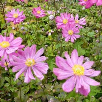 Anemone hupehensis 'Prinz Heinrich'