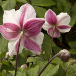 Anemone 'Dainty Swan' - 