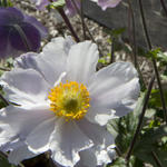 Anemone 'Dreaming Swan' - 