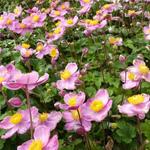 Anemone FANTASY 'Cinderella' - 