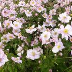 Anemone x hybrida ‘Königin Charlotte’ - 