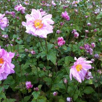 Anemone  hybrida 'Mont Rose'