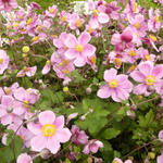 Anemone x hybrida 'Rosenschale' - 