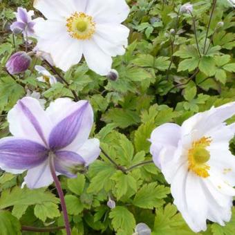 Anemone 'Ruffled Swan'