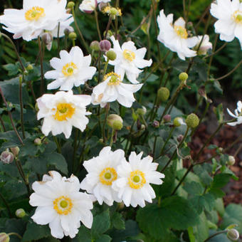 Anemone x hybrida 'Snow Angels'