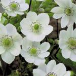 Anemone leveillei - 