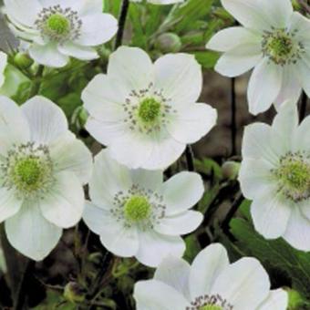 Anemone leveillei