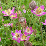 Anemone multifida 'Rosea' - 