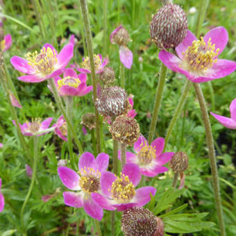 Anemone multifida 'Rosea'