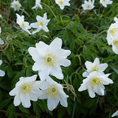 Anemone nemorosa - Buschwindröschen