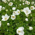 Anemone sylvestris - Großes Windröschen