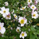 Anemone tomentosa 'Albadura' - Anemone tomentosa 'Albadura'