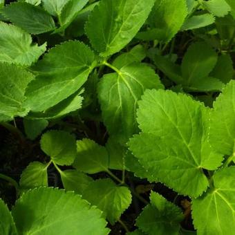 Angelica archangelica