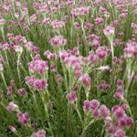 Antennaria dioica 'Rubra' - Antennaria dioica 'Rubra'