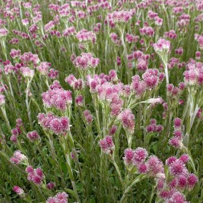 Antennaria dioica 'Rubra'