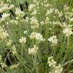 Antennaria dioica var. borealis - Antennaria dioica var. borealis