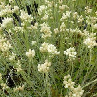 Antennaria dioica var. borealis