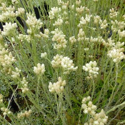 Filziges Katzenpfötchen - Antennaria dioica var. borealis