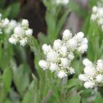 Antennaria plantaginifolia - Wegerichblättriges Katzenpfötchen