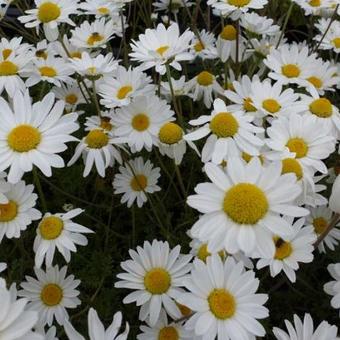 Anthemis carpatica 'Karpatenschnee'