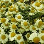 Anthemis x hybrida 'E.C. Buxton' - 