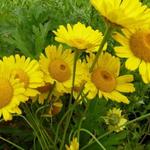 Anthemis x hybrida 'Kelwayi' - 