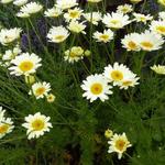 Anthemis x hybrida 'Sauce Hollandaise' - Anthemis x hybrida 'Sauce Hollandaise'