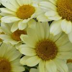 Anthemis 'Susanna Mitchell' - Anthemis 'Susanna Mitchell'