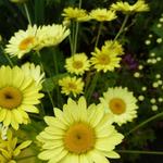 Anthemis x hybrida 'Wargrave' - 