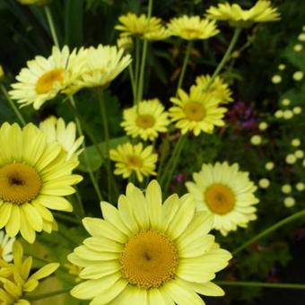 Anthemis x hybrida 'Wargrave'