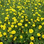 Anthemis tinctoria 'Charme' - 