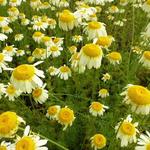 Anthemis tinctoria 'Lemon Ice' - 