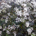 Anthriscus sylvestris 'Ravenswing' - 