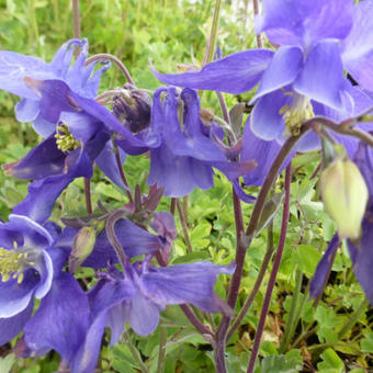 Aquilegia alpina