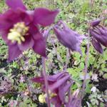 Aquilegia atrata - 