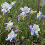 Aquilegia caerulea - Rocky-Mountain-Akelei