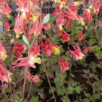 Aquilegia canadensis 'Little Lanterns'