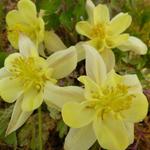 Aquilegia chrysantha 'Yellow Queen'