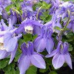 Aquilegia flabellata 'Ministar' - 