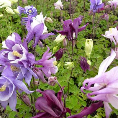 Aquilegia 'Biedermeier' - 