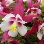 Aquilegia 'Crimson Star' - 