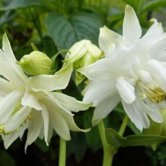 Aquilegia vulgaris 'Green Apples'