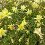 Aquilegia 'Maxistar' - 