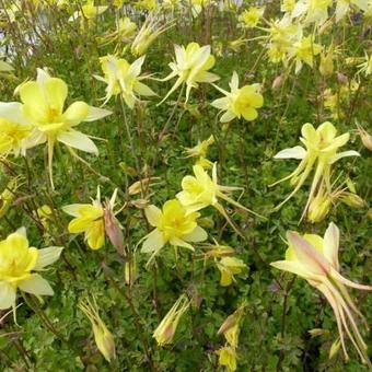 Aquilegia 'Maxistar'