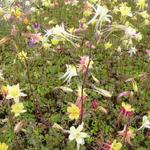 Aquilegia 'McKana Hybrids' - 