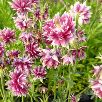 Aquilegia 'Nora Barlow'